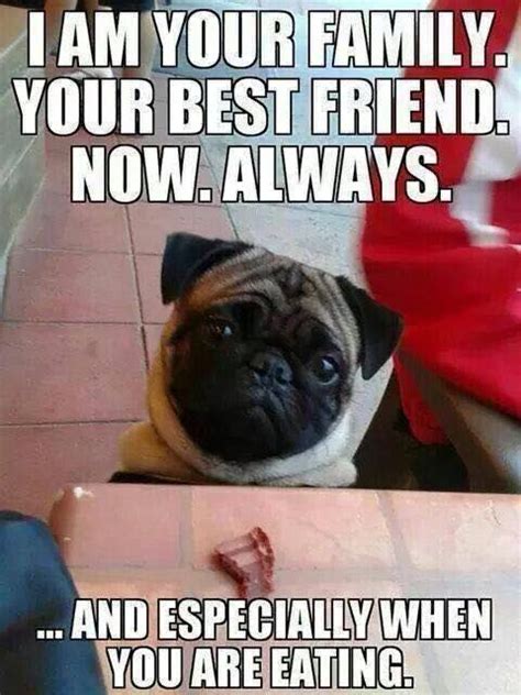 25 Really Adorable Pug Memes You Wont Be Able To Resist