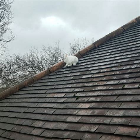 rabbit rescued after it was spotted hopping about on a roof real fix