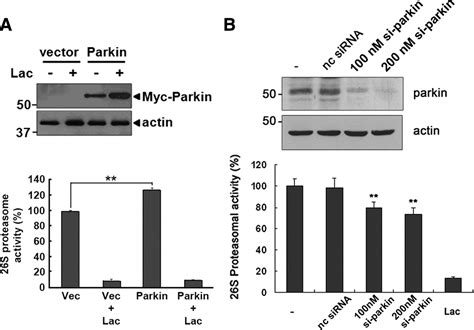 Parkin Directly Modulates 26s Proteasome Activity Journal Of Neuroscience