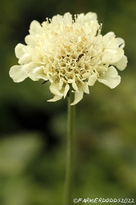 Scabiosa Ochroleuca Pale Yellow Scabious Ex České Střed Flickr