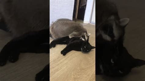 Raccoon And Cat Make Cute Pair Viralhog Youtube