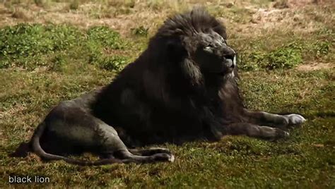 Black Lion And Most Strange Weirdest And Rarest Animals In The World
