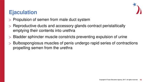 Reproductive System Anatomy Of The Male And Female Reproductive Systems