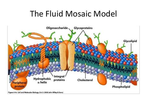 Carbohydrates 3 The Fluid Mosaic Model Biology Lessons Biology