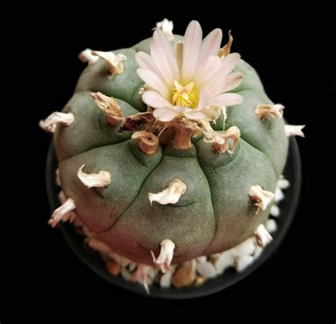 Image gallery identify cactus plants keywordsuggest.org. Dutch-Headshop Blog - Microdosing Part 3 - Peyote & San Pedro