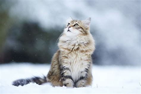 Norwegian Forest Cat Price Range Where To Buy Norwegian