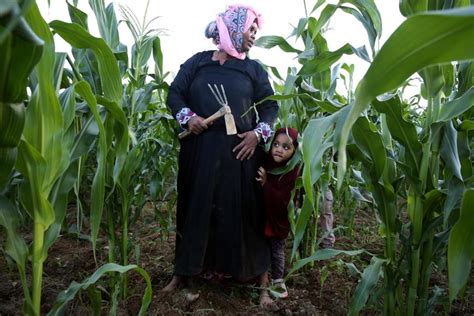 Somaliland sun is the leading independent somaliland news portal for factual and timely news about somaliland and the horn of africa. Somali refugees find a farming oasis — in Maine