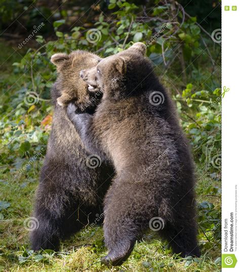 Two Brown Bear Cubs Play Fighting Stock Image Image Of Moments Brown