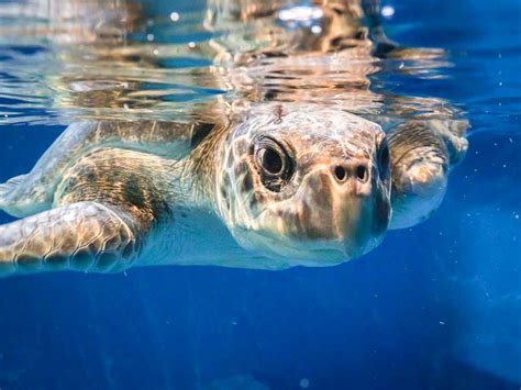 Sea Turtle Conservation In The Maldives