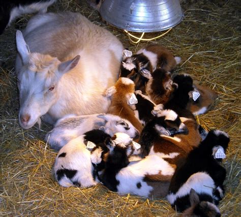 Maybe you would like to learn more about one of these? Buffalo Creek Farm and Creamery, LLC: Nigerian Dwarf Goats ...