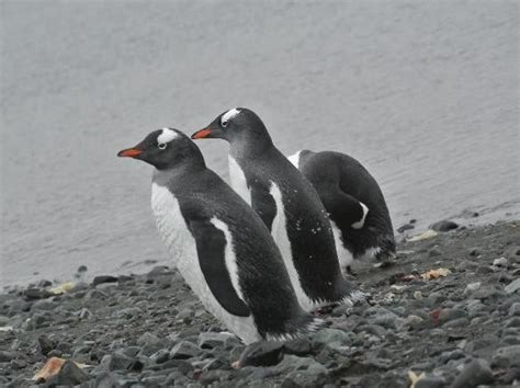 Get exclusive updates from us when you subscribe to aquarium emails. Gentoo penguins have been known to make up to as many as ...