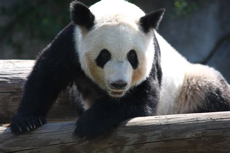 Filepanda Bear At Memphis Zoo Wikipedia