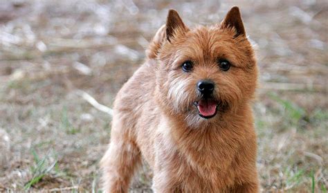 Know how to groom your pet norwich terrier in a better way. Norwich Terrier - Puppies, Rescue, Pictures, Information ...