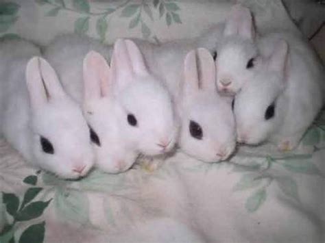 I Love Hotot Bunnies They Look Like They Have Mascera On Lol Cute