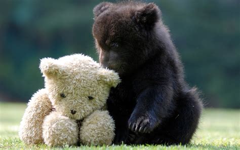 Animals Bears Teddy Bears Cubs Wallpapers Hd Desktop And Mobile
