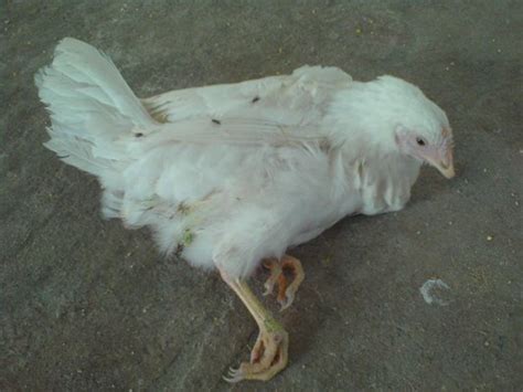 3 Causes Of Leg Disorders In Broiler Chickens Animal Lova