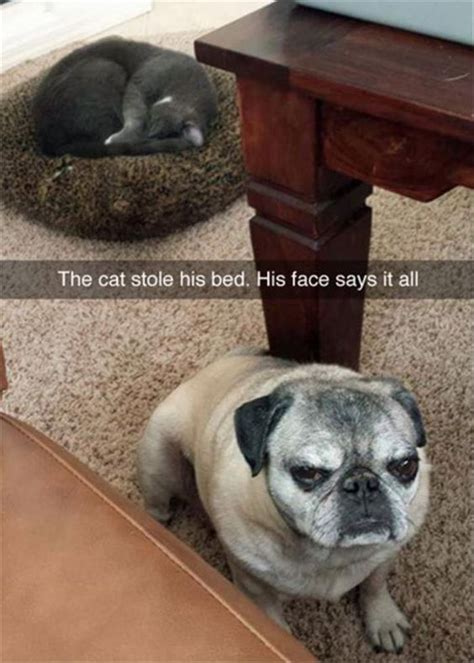 20 Funny Animal Jokes And Memes Quotes And Humor