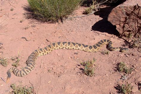 Living With Rattlesnakes Nevada Wildlife