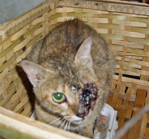 How long are cats pregnant for? Cat stabbed in the eye and kicked in the stomach while ...