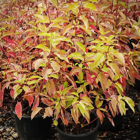 Check spelling or type a new query. Isanti Red Twig Dogwood For Sale | The Tree Center