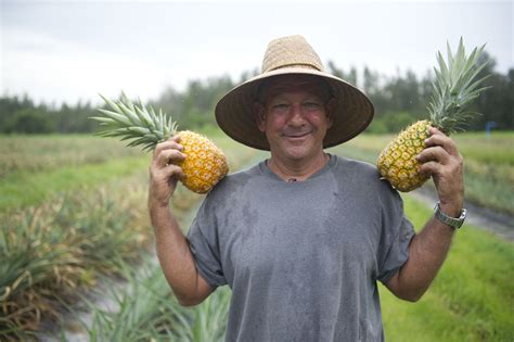 Pineapple Farm Keeping Alive Treasure Coasts Roots Orlando Sentinel