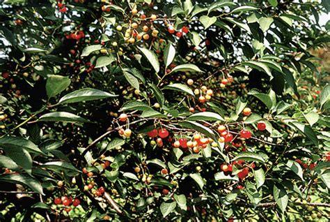 X Disease Western X Or Buckskin Cherry Plantsdb