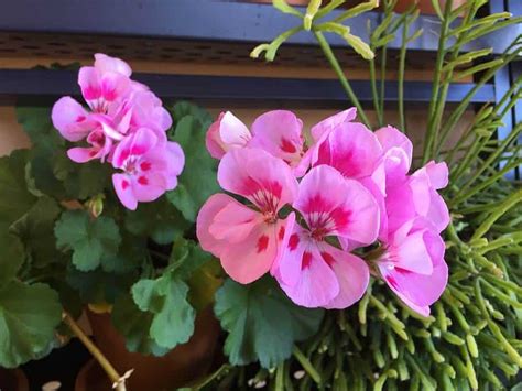Geranium Pests And Diseases Detection Causes And Solutions