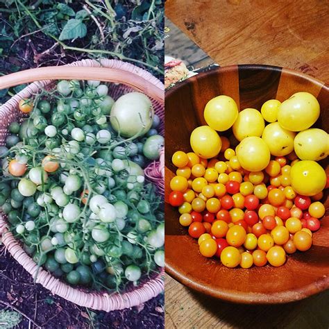 How To Ripen Green Tomatoes Indoors Season Extension Homestead Guru