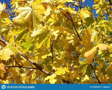 Yellow Maple Tree Leaves Lithuania Stock Image Image Of Flora