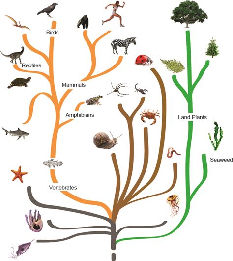 Tree Of Life Evolution