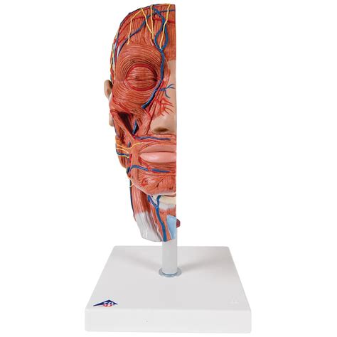 Anatomical Teaching Models Plastic Anatomy Models Half Head With