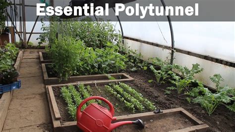 Essential Polytunnel How To Grow In A Polytunnel How To Buy A
