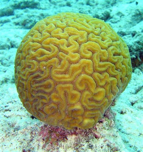 Filebrain Coral Wikimedia Commons