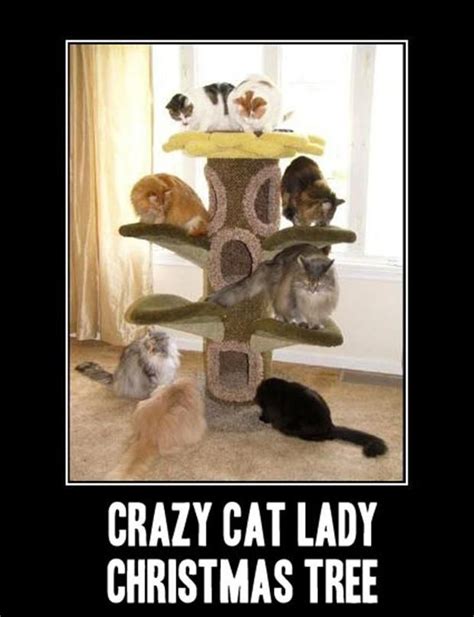 Funny Cat Lady Pictures Cat Mania