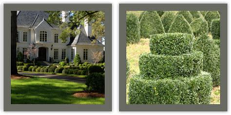 Wholesale Topiary Growers - Wholesale Topiary