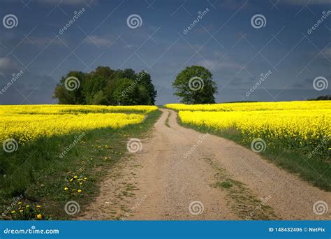Gravel Country Road Through Farm Fields Stock Photo Image Of