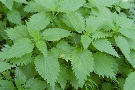 Диета для начинающегося сахарного диабета