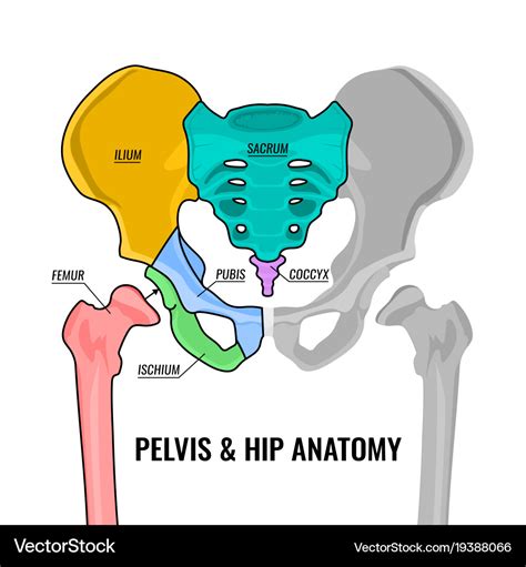 Pelvis Anatomy Scheme Royalty Free Vector Image