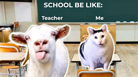 School Be Like Goat Talking To Clueless Cat Meme Youtube