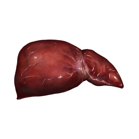 Liver Official Pathologic Wiki