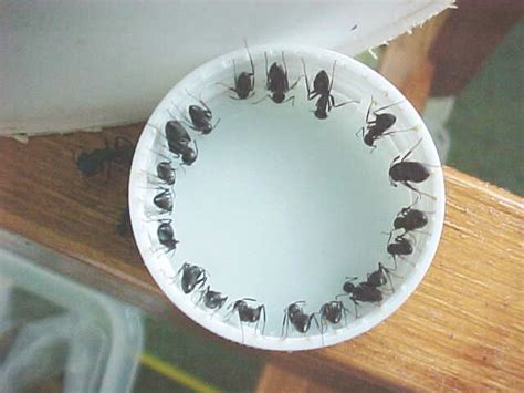 7 powerful homemade ant killers: Cockroach Killer: Homemade Cockroach Killer Borax