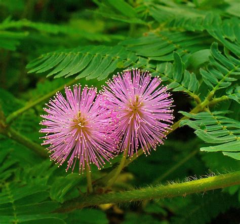 Mimosa Pudica Sensitive Plant 400 Seeds Greenhouse Perennial Ebay