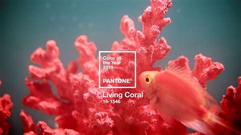 Pantone Color Of The Year 2019 Living Coral Youtube
