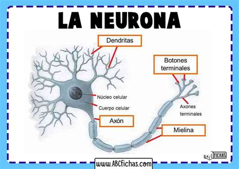 La Neurona Estructura Partes Y Función De Las Neuronas