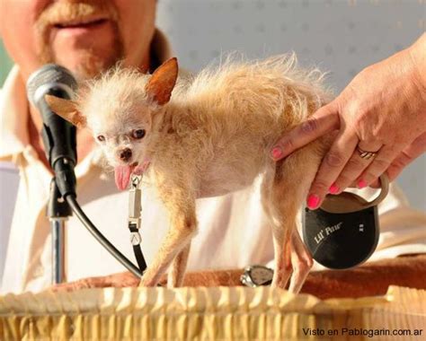 El Nuevo Perro Más Feo Del Mundo Blogerin