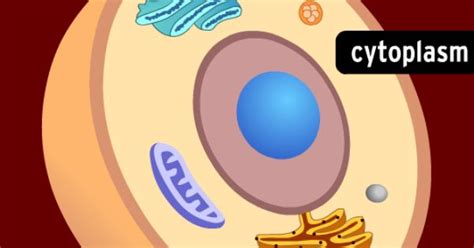 Animal cells are different from plant cells because they don't have cell walls and chloroplasts, which are relevant to plant cells. CELL STRUCTURE LESSON PLAN: COMPARING PLANT AND ANIMAL ...