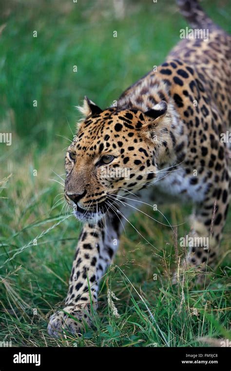 Amur Leopard Adult Stalking Asia Panthera Pardus Orientalis Stock