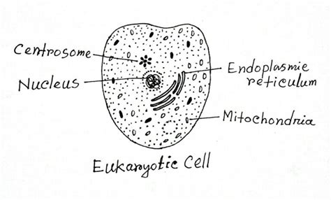 Eukaryotic Cell Definition Features Structure Examples