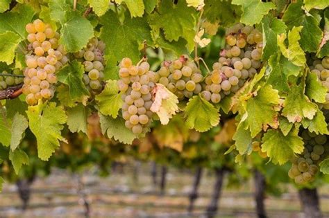 Chardonnay Wine And Grape Variety Characteristics Winetraveler
