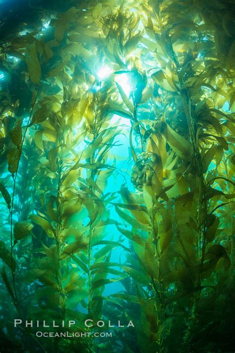 Sunlight Streams Through Giant Kelp Forest Macrocystis Pyrifera Photo